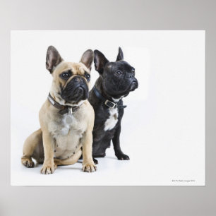 Póster Entrenamiento y obediencia del perro