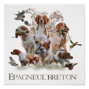 Póster Epagneul Breton, Bretaña Spaniel