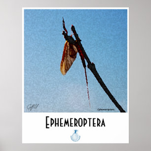 Póster Ephemeroptera - poster