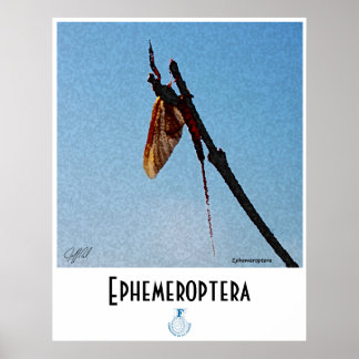 Póster Ephemeroptera - Poster
