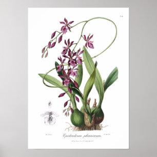 Póster Epidendrum Phoeniceum.