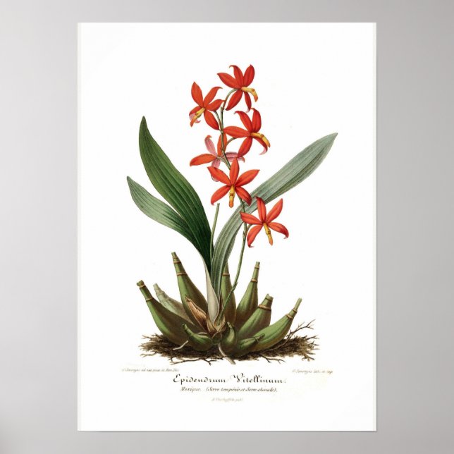 Póster Epidendrum vitellino (Frente)