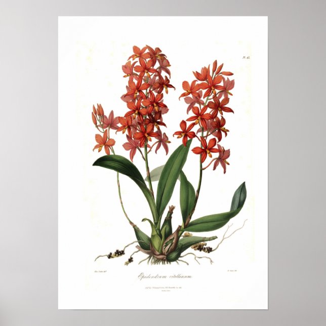 Póster Epidendrum Vitellinum (Frente)
