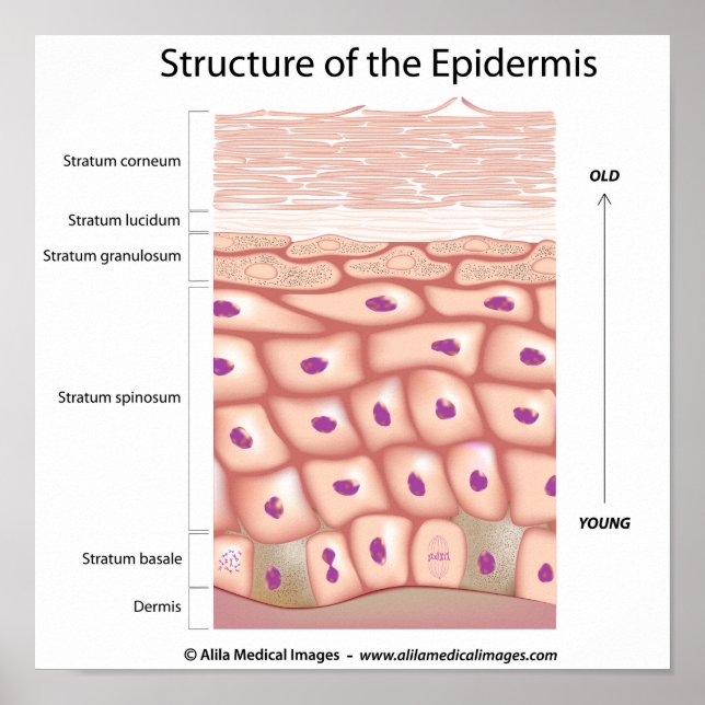 Póster Epidermis del Poster cutáneo (Frente)