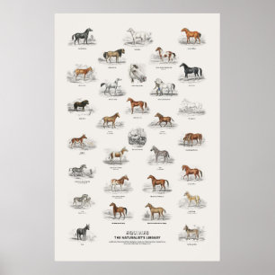 Póster Équidos - Biblioteca del Naturalista