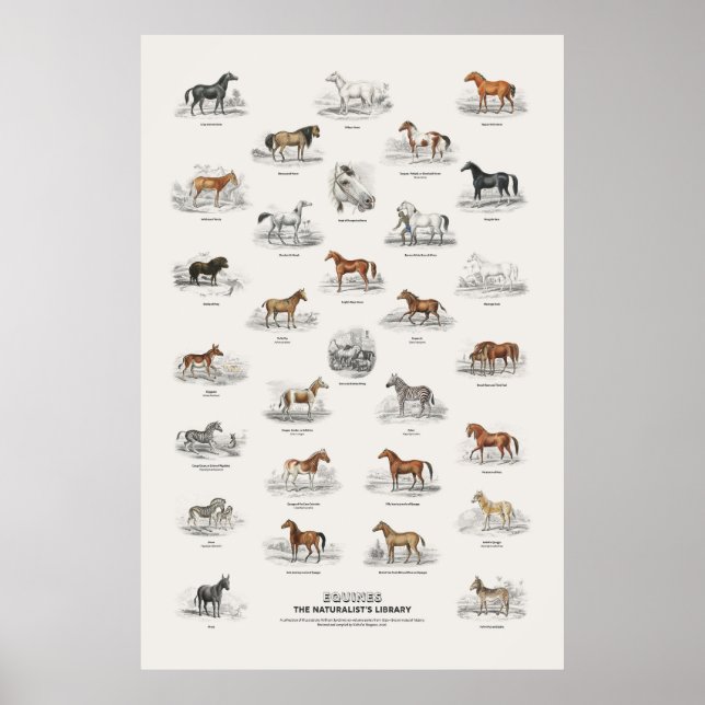 Póster Équidos - Biblioteca del Naturalista (Frente)