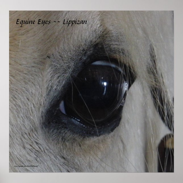 Póster Equine Eyes — Lippizan (Frente)