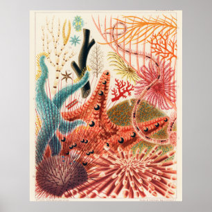 Póster Equinodermos de la Gran Barrera de Coral,