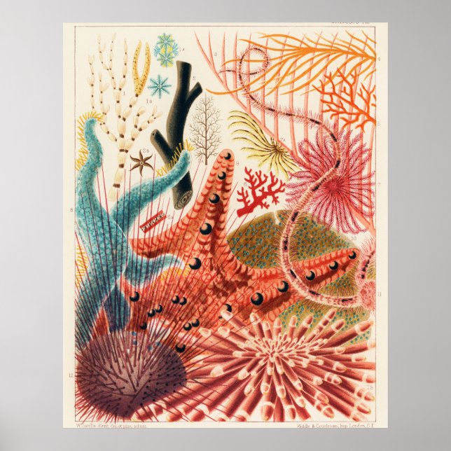 Póster Equinodermos de la Gran Barrera de Coral, (Frente)