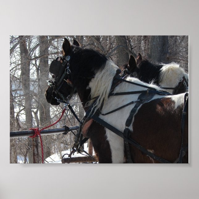 Póster Equipo de borrador de Pinto (Frente)