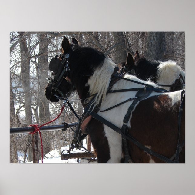 Póster Equipo de borrador de Pinto (Frente)