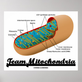 Póster Equipo Mitochondria (Humor Mitochondrion)