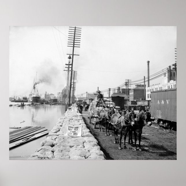 Póster Equipos de mulas en el Levee, Nueva Orleans: 1903 (Frente)