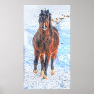 Póster Equitación "Año del Caballo" de invierno en la bah
