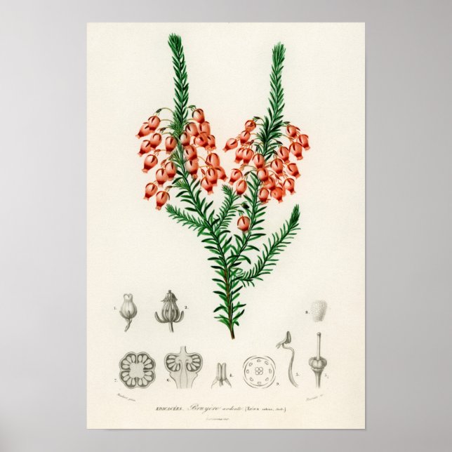 Póster Erica ardens - un regalo para su Erica (Frente)