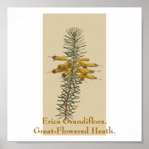 Póster Erica grandiflora. Brezo Grande-Florecido