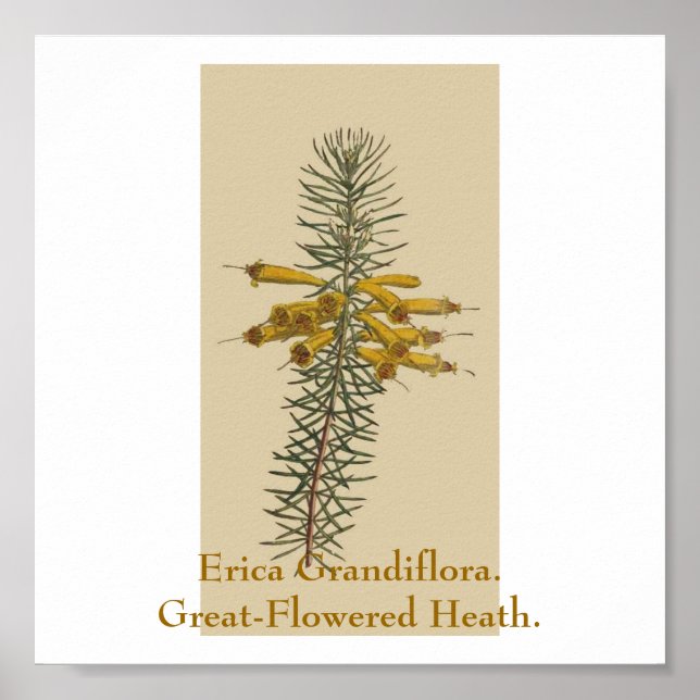 Póster Erica Grandiflora. Salud De Gran Flor. (Frente)