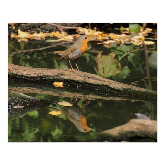 Póster Erithacus rubecula (Anverso)