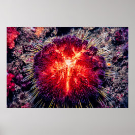 Póster erizo de fuego