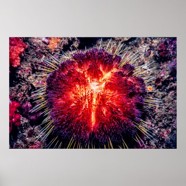 Póster erizo de fuego (Frente)