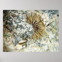 Póster Erizo de Mar Hawaiano