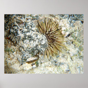 Póster Erizo de Mar Hawaiano
