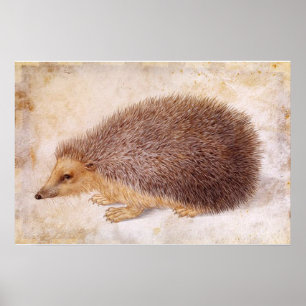 Póster ERIZO / Dibujo de animal