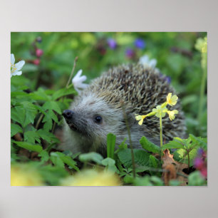 Póster Erizo en las flores de Woodland