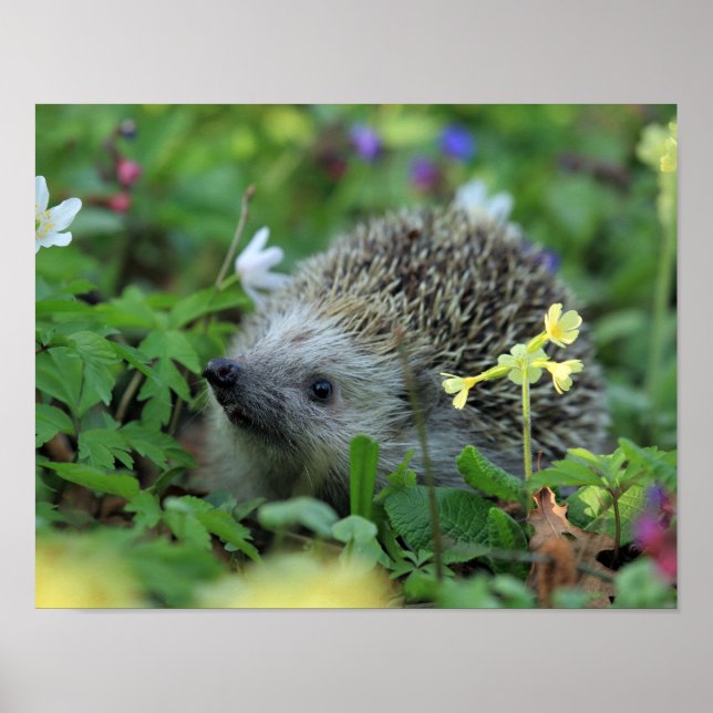 Póster Erizo en las flores de Woodland (Frente)