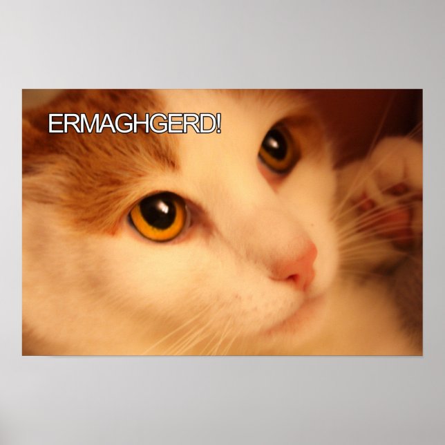 Póster Ermahgerd Cute Orange Cat Poster (Frente)
