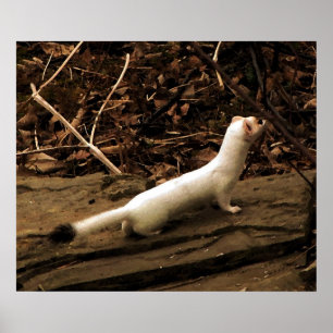 Póster Ermine
