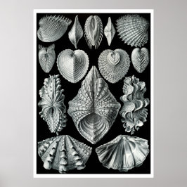 Póster ERNST HAECKEL: Acephala, Quality Fine Art Poster