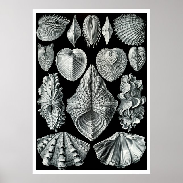 Póster ERNST HAECKEL: Acephala, Quality Fine Art Poster (Frente)