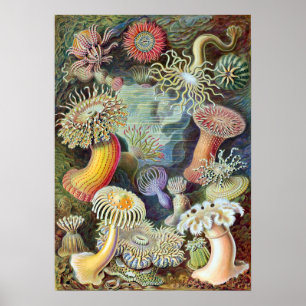 Póster Ernst Haeckel Actiniae