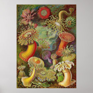 Póster Ernst Haeckel - Actiniae Anemones