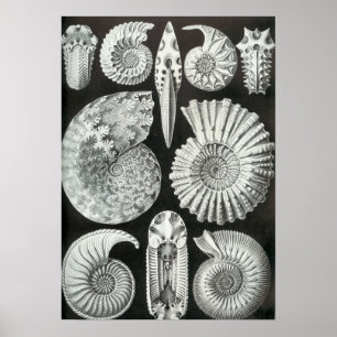 Póster Ernst Haeckel - Ammonitida