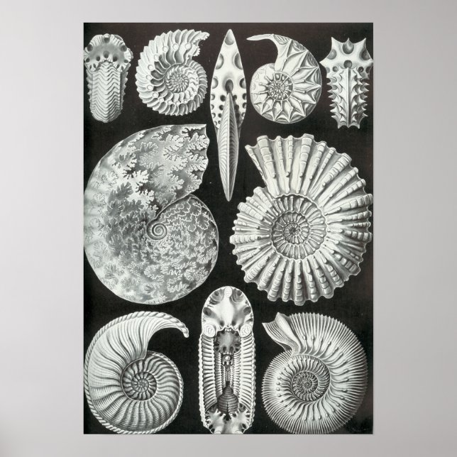 Póster Ernst Haeckel - Ammonitida (Frente)
