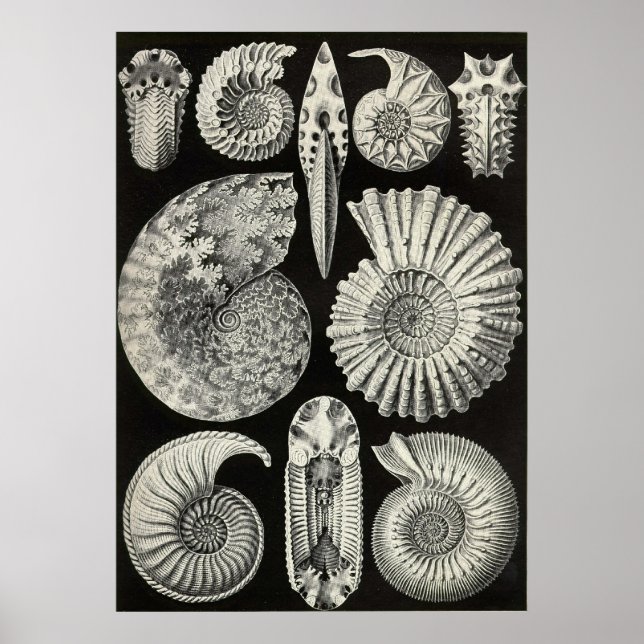 Póster Ernst Haeckel - Ammonitida (Frente)