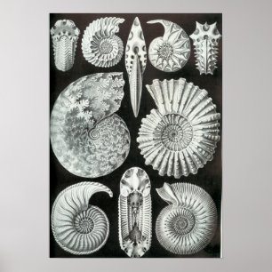 Póster Ernst Haeckel Ammonitida fósiles