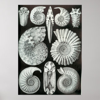 Póster Ernst Haeckel Ammonitida fósiles