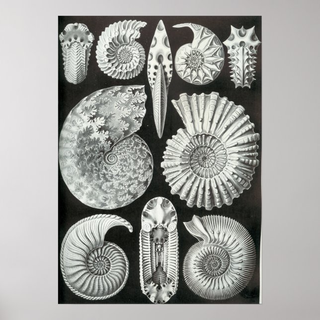 Póster Ernst Haeckel Ammonitida fósiles (Frente)