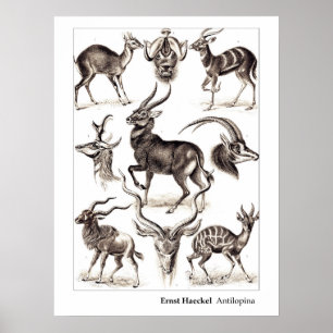 Póster Ernst Haeckel Antilopina con frontera