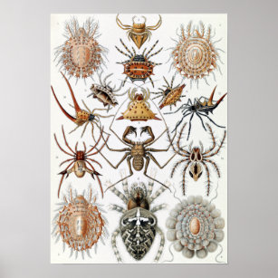 Póster Ernst Haeckel Arachnida Spiders