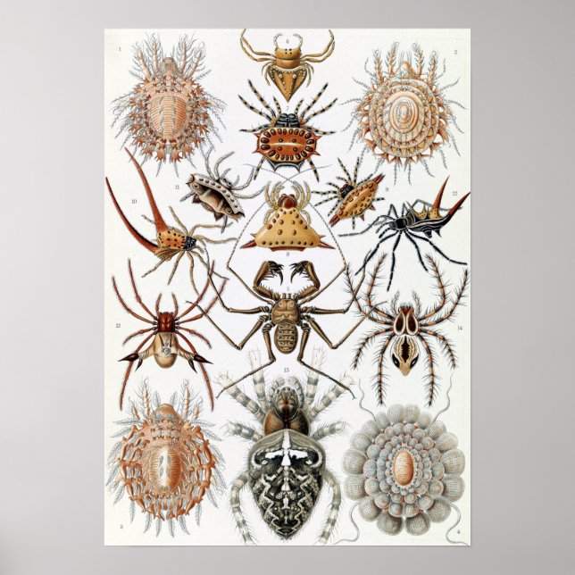 Póster Ernst Haeckel Arachnida Spiders (Frente)