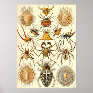 Póster Ernst Haeckel - arácnidos