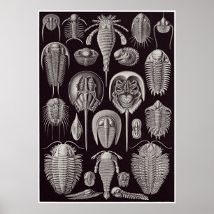 Póster Ernst Haeckel Art Print: Aspidonia
