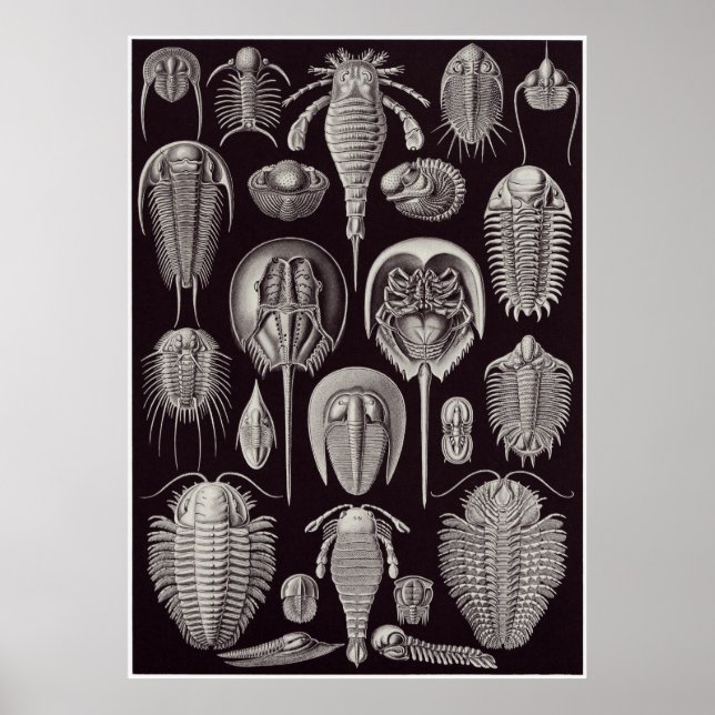 Póster Ernst Haeckel Art Print: Aspidonia (Frente)