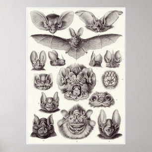 Póster Ernst Haeckel Art Print: Chiroptera