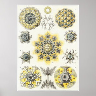 Póster Ernst Haeckel Art Print: Polycyttaria
