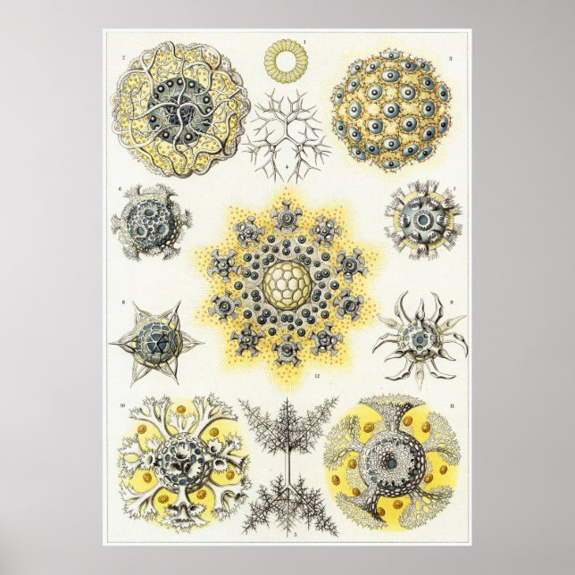 Póster Ernst Haeckel Art Print: Polycyttaria (Frente)